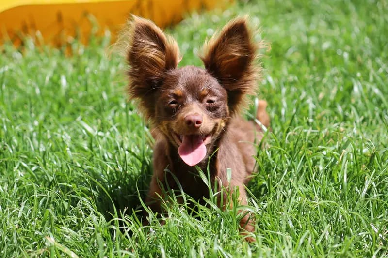 Hundezucht "von Toy-Hit" gallery image 3