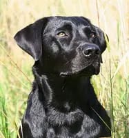 Aldagessem's Labradors gallery image 3