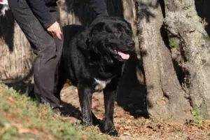 Leo – Mischling (Neufundländer-Labrador?) – Foto 3