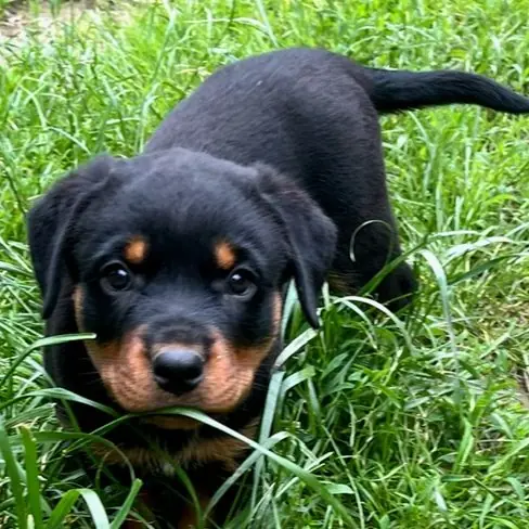 Grisu von der Drachenhöhle – Rottweiler – Photo 3