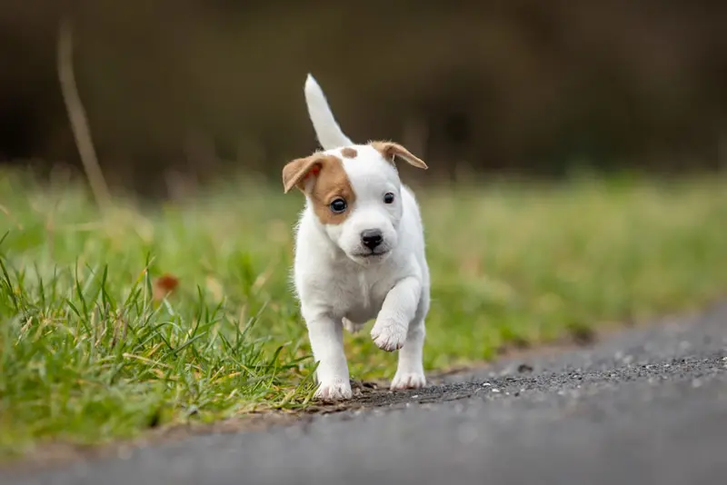 Alf vom Quittengrund – Jack Russell Terrier Pup – Foto 2