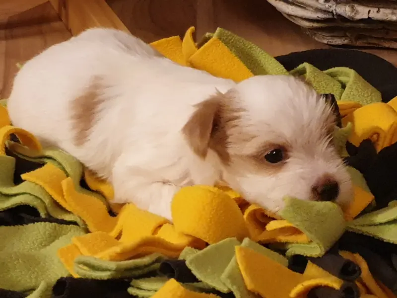 Yorkshire Terrier dai piccoli angioletti dorati – Yorkshire Terrier – Foto 4
