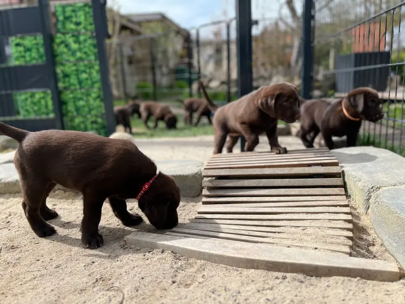 LABBIS VON DER KASTANIENALLEE – Labrador Retriever – Bild 3