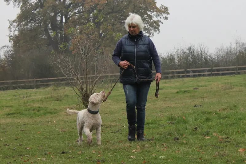 Lagotto Romagnolo vom Tietenhof gallery image 4