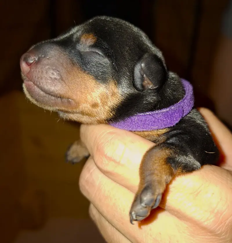 Zwergpinscher Puppy – Photo 4