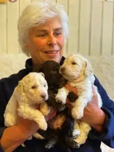 Lagotto Romagnolo vom Tietenhof gallery image 2