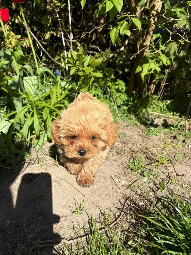 YouTube, TikTok, lernt rund um Pudel, Welpen, Geburt, Erziehung, Hundegruppe gallery image 4
