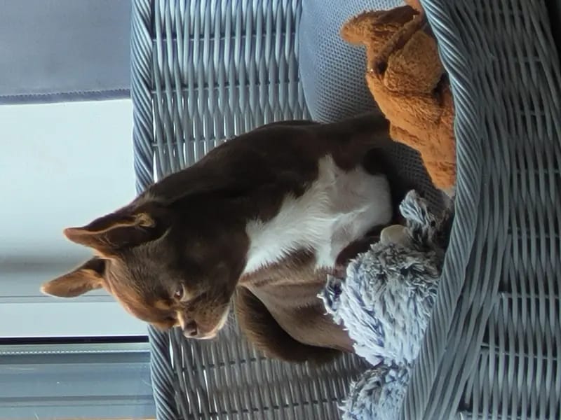 Chihuahua von den kleinen Kriegern gallery image 2
