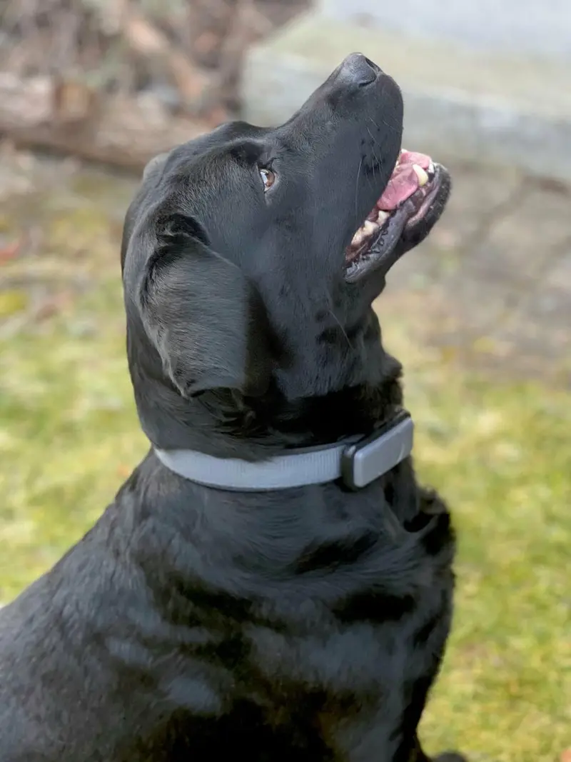 Top Labrador Deckrüde, Träger von Braun und rez.redfox/Gelb. – štěně Labrador Retriever – Foto 2