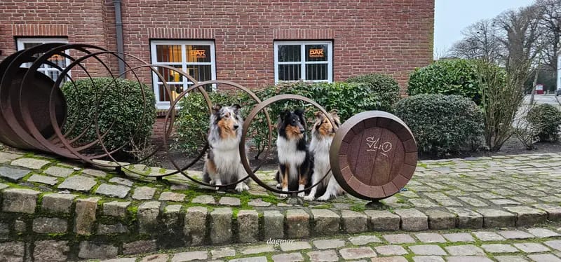 Collies Of True Fellow gallery image 2