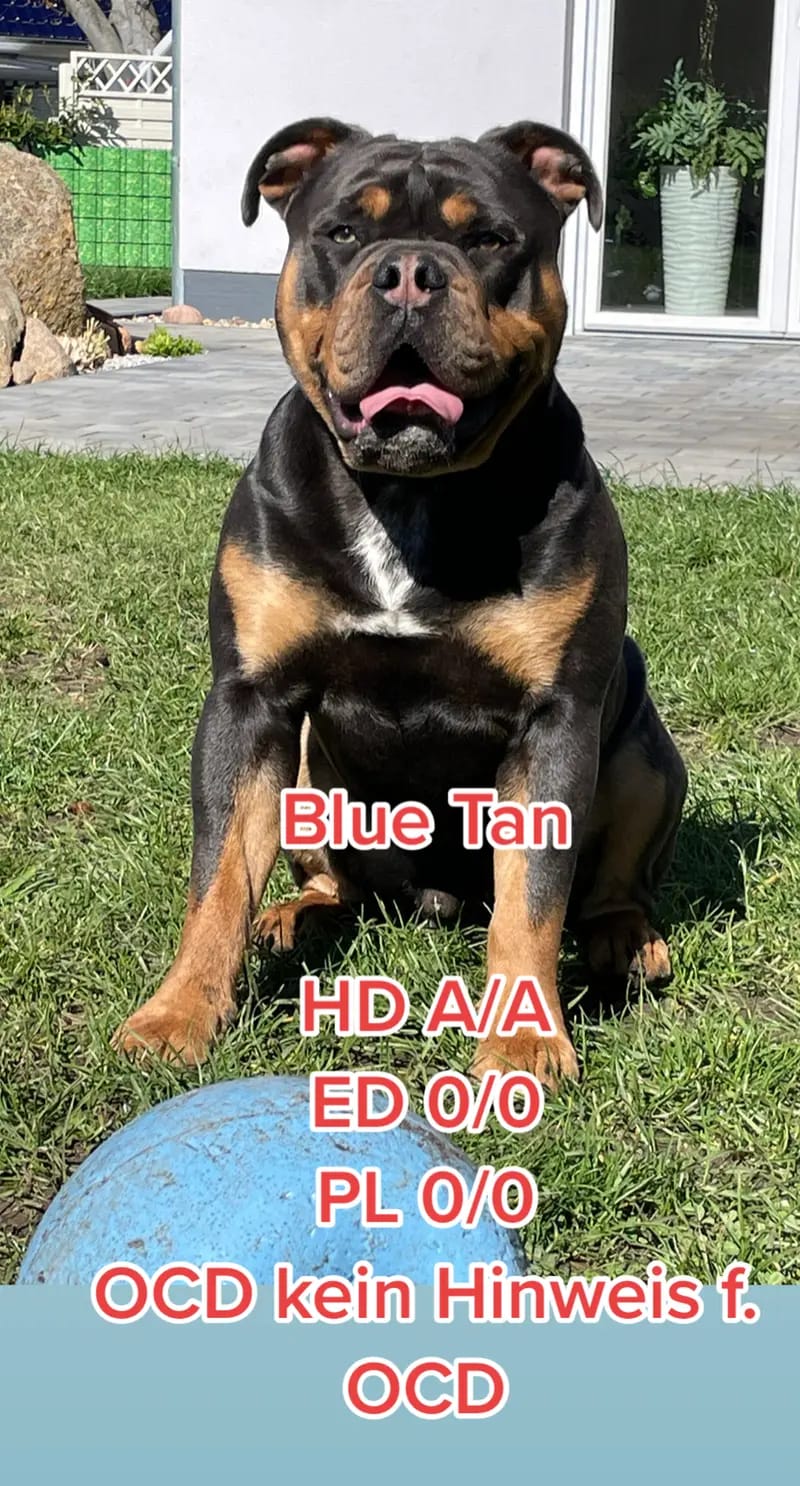 Old Famous Bulldog gallery image 2