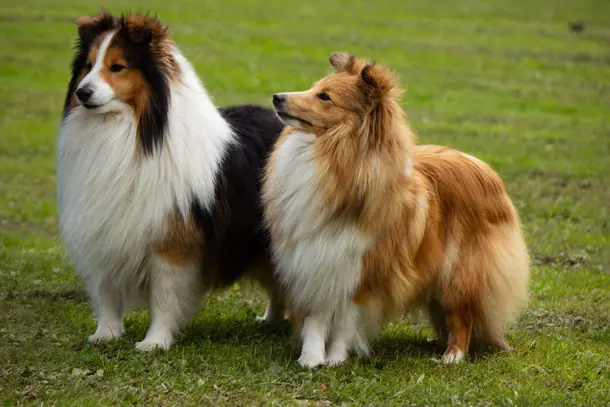 Kampino von Hauschteckslust – Shetland Sheepdog – Bild 2