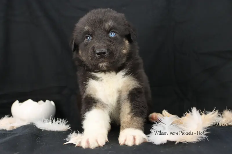 Wilson – Australian Shepherd Pup – Foto 2