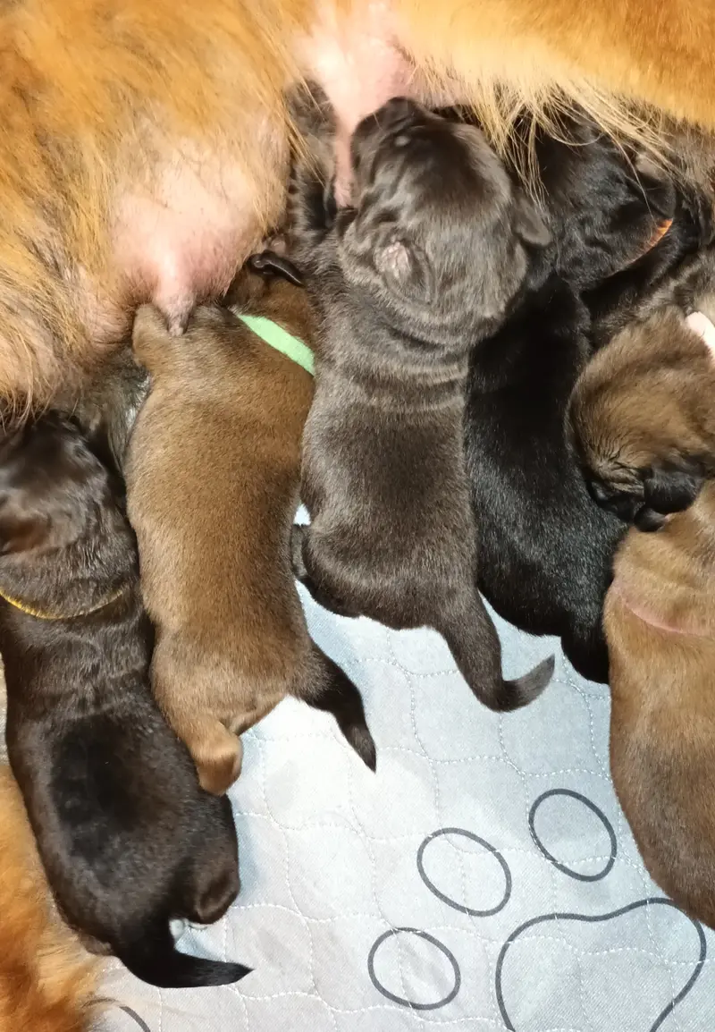 Hundezucht von dem grünen Felde – Tibet Mastiff – Zdjęcie 3