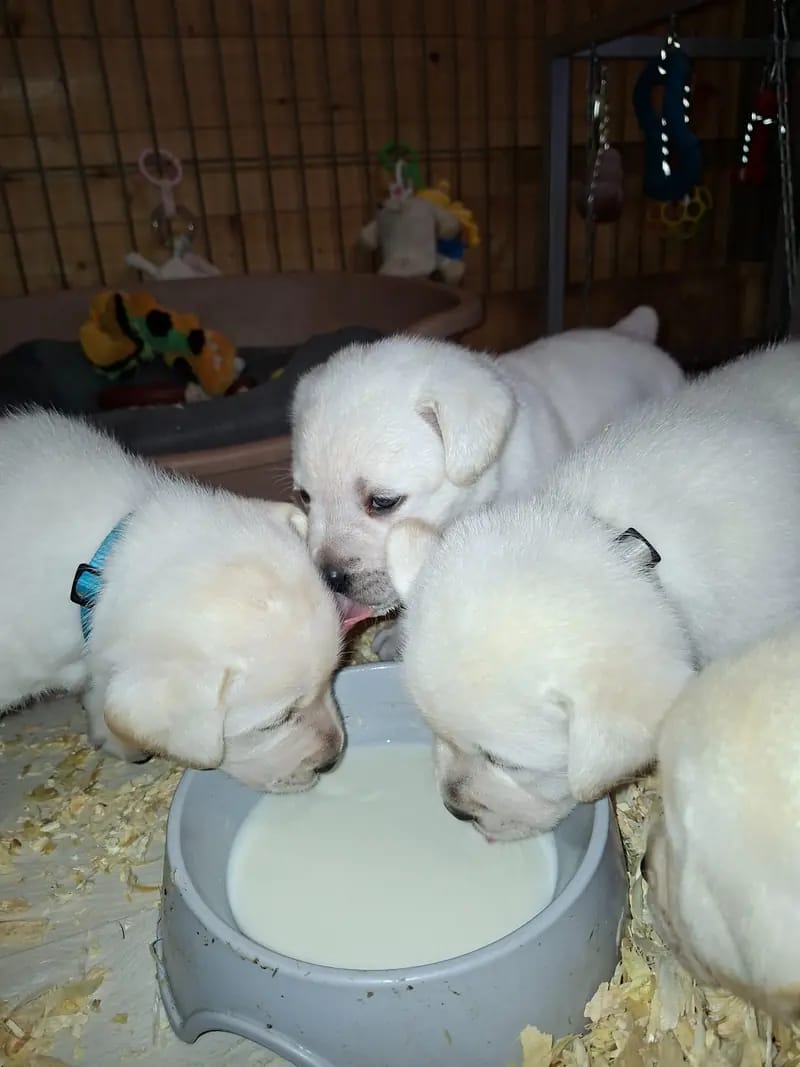Mädchen rotes Halsband – Labrador Retriever Welpe – Bild 2
