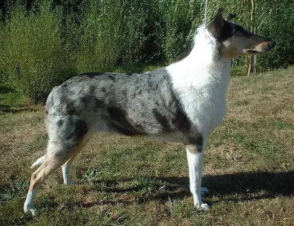 Collie (Kurzhaar) – Hunderasse