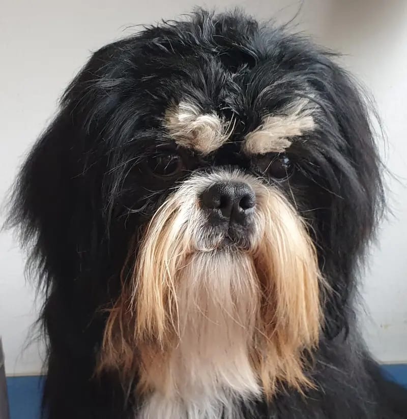 Yakari Shihtzu Made in Germany gallery image 3