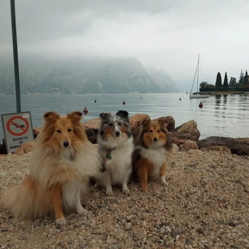 Shelties von Little Insa gallery image 4