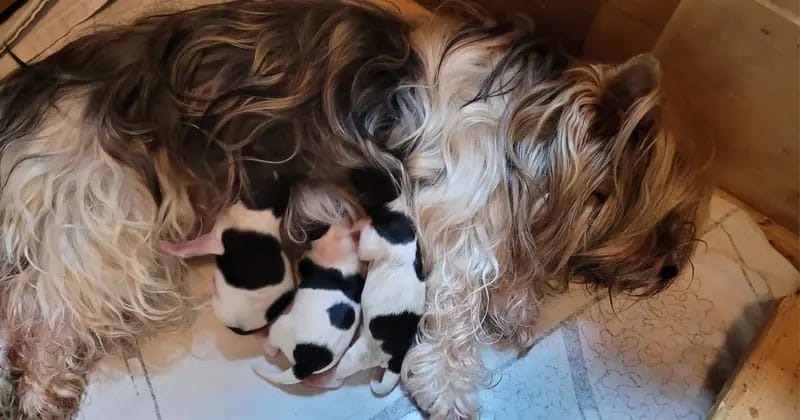 Weihnachtsgeschenke – Yorkiepoo Welpe – Bild 2