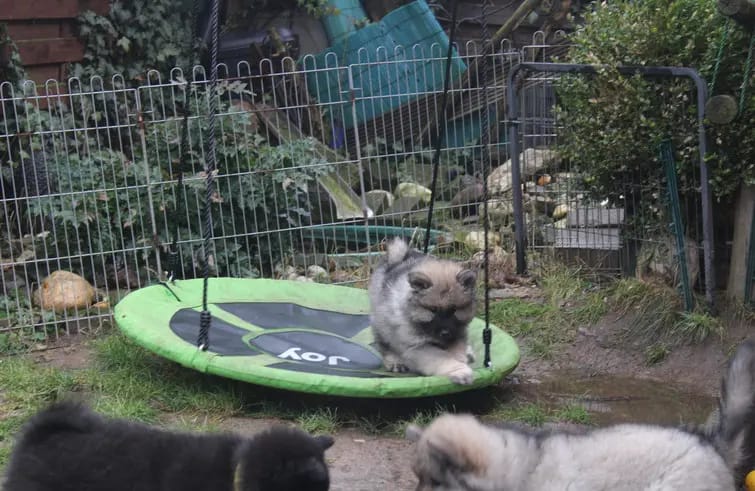 Eurasier vom Sitara gallery image 2