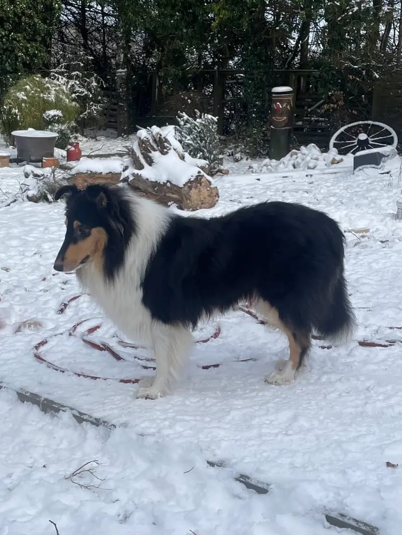 Blue Meadow’s Rose from Carter Collies gallery image 2