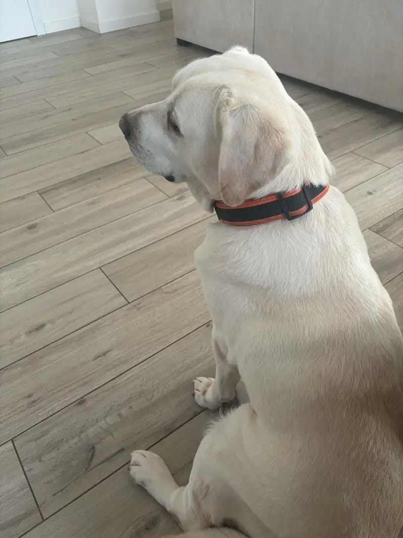 Play Mor Babushka – Labrador Retriever – Zdjęcie 2
