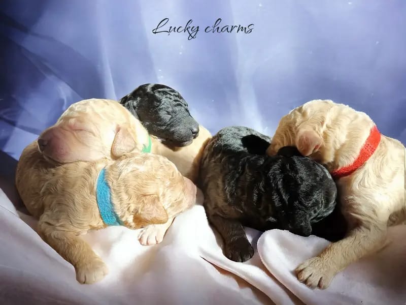 Lucky charms gallery image 2