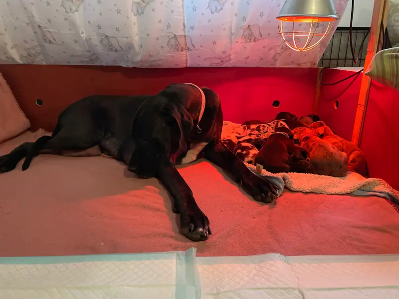 von der Edelruh – Deutsche Dogge – Foto 2