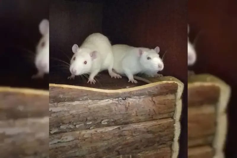 4 Ratten gallery image 2