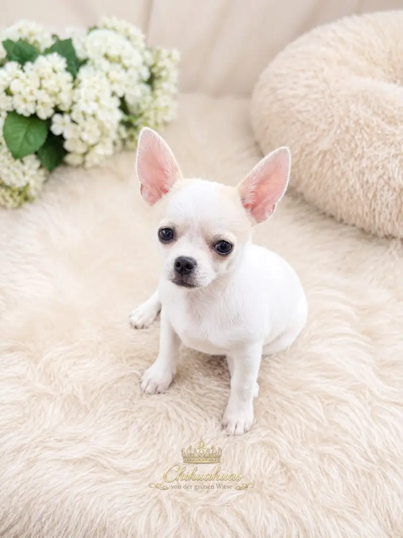 König Mufasa – Chihuahua Pup – Foto 4