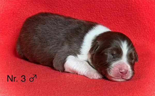 Elmo – Australian Shepherd – Foto 3