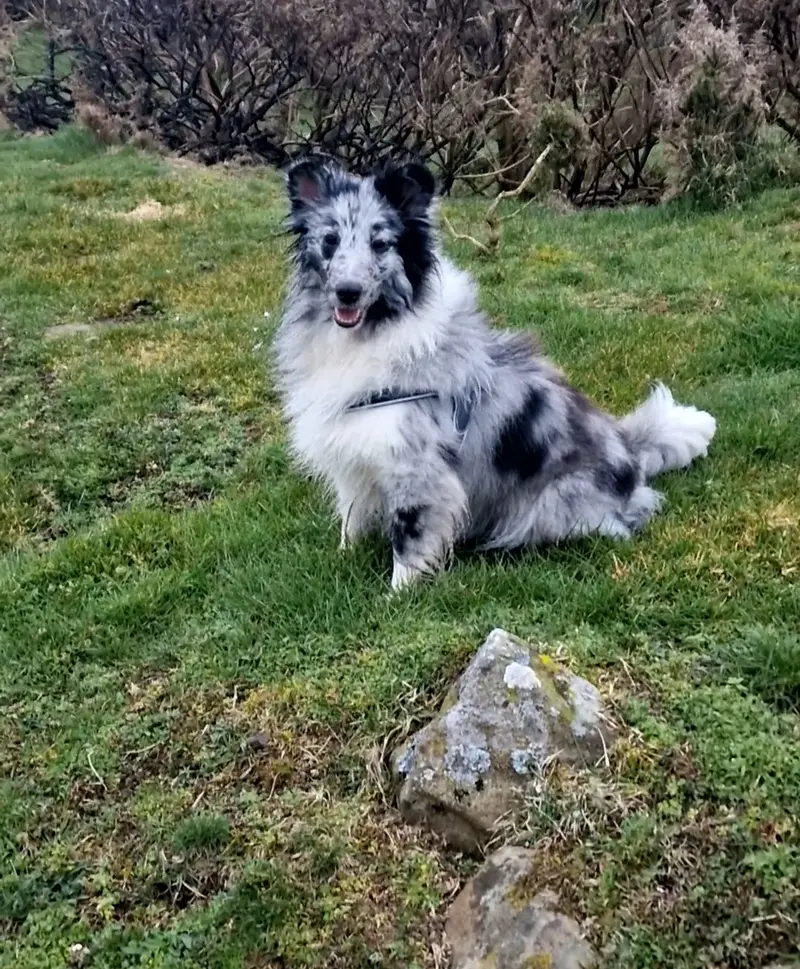 Nelly von Mühlenbach – Shetland Sheepdog – Photo 2