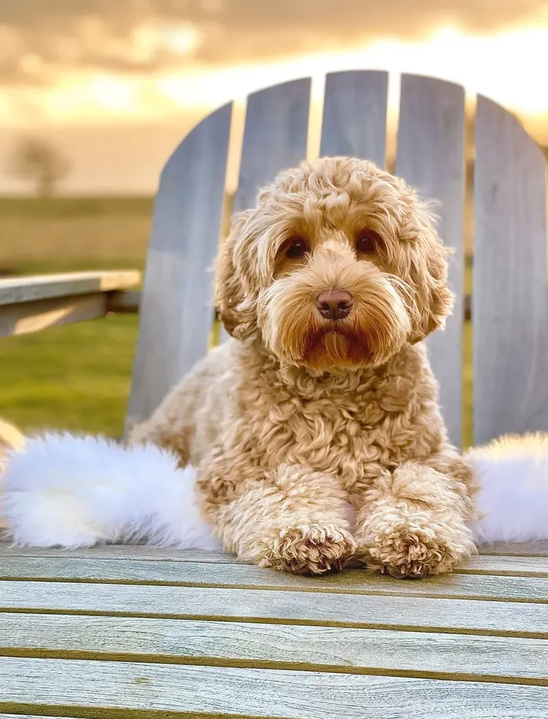 Heart & Soul Doodles Australian Labradoodles main gallery image