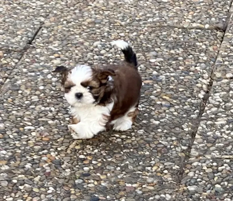 Shih Tzu von Cyname’s main gallery image
