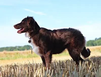 Clover – Australian Shepherd Welpe – Bild 3