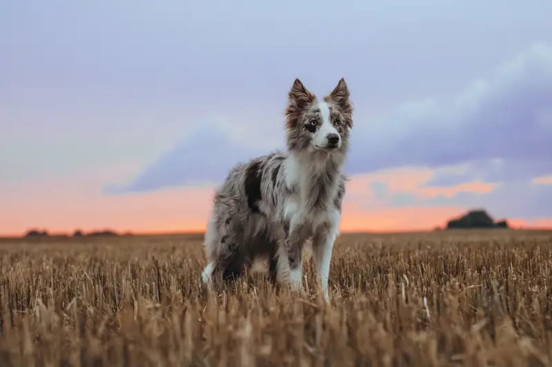 Beyond Borders Border Collies gallery image 3