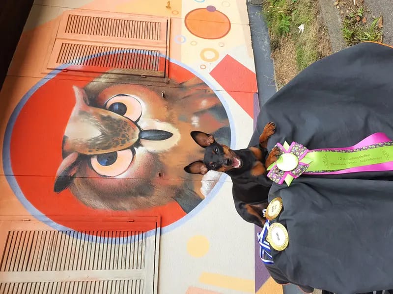 Regina's Minpin Nyala gallery image 2