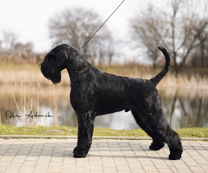 Oreo z Tartaku – Riesenschnauzer – Billede 2