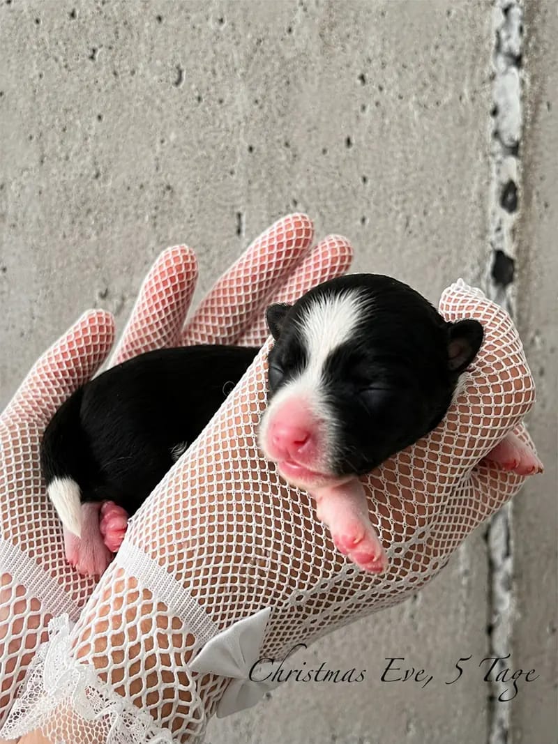 *Bezaubernde Chinese Crested Powderpuff Welpen ~choco ~black * – щенок Chinese Crested Dog – Фото 4