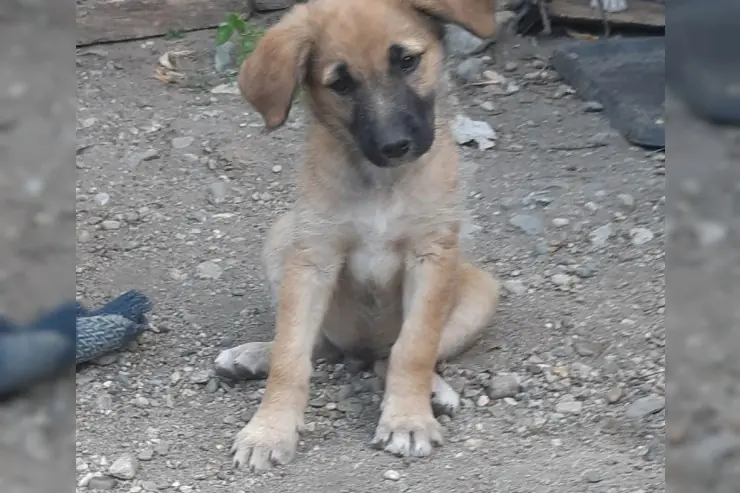 Finn – Mischling – Photo 4