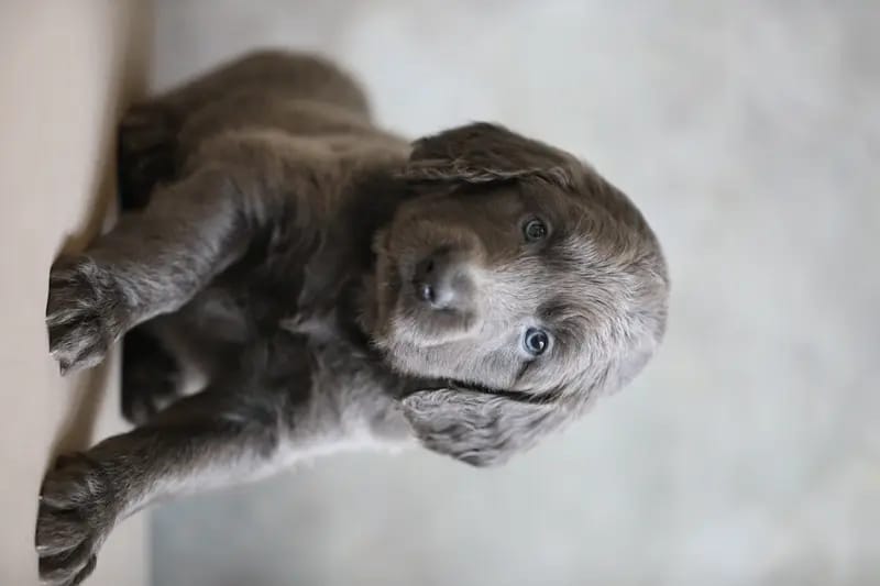 Weimaraner of royal Diamonds gallery image 3