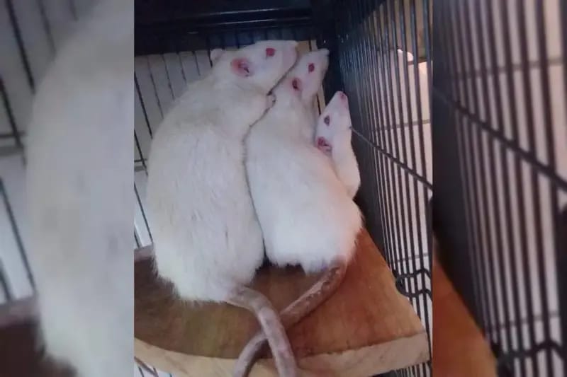 4 Ratten gallery image 4
