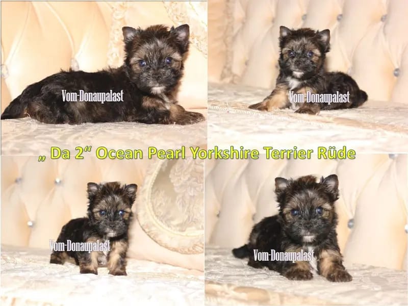 Farbige Yorkshire Terrier Welpen "vom Donaupalast". gallery image 3