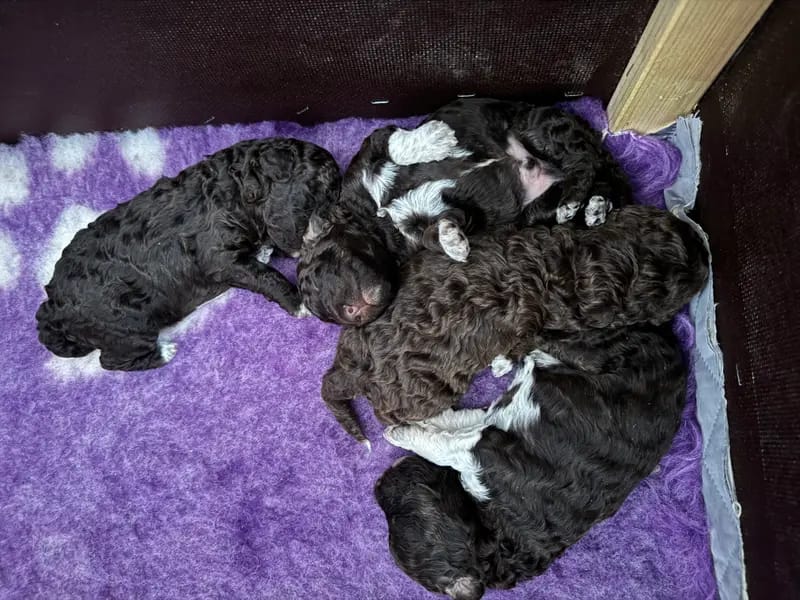Lagotto di Villa della Luce gallery image 4