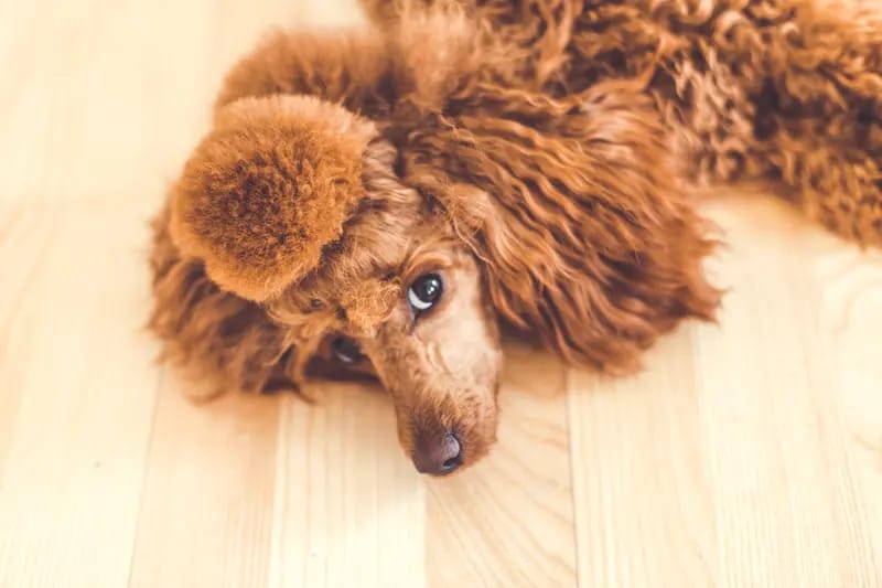 Nucleus Line Poodle gallery image 4