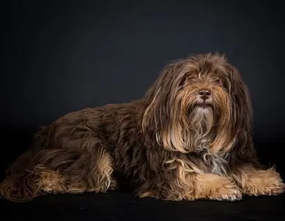 Jonte – Cachorro de Havaneser – Foto 2