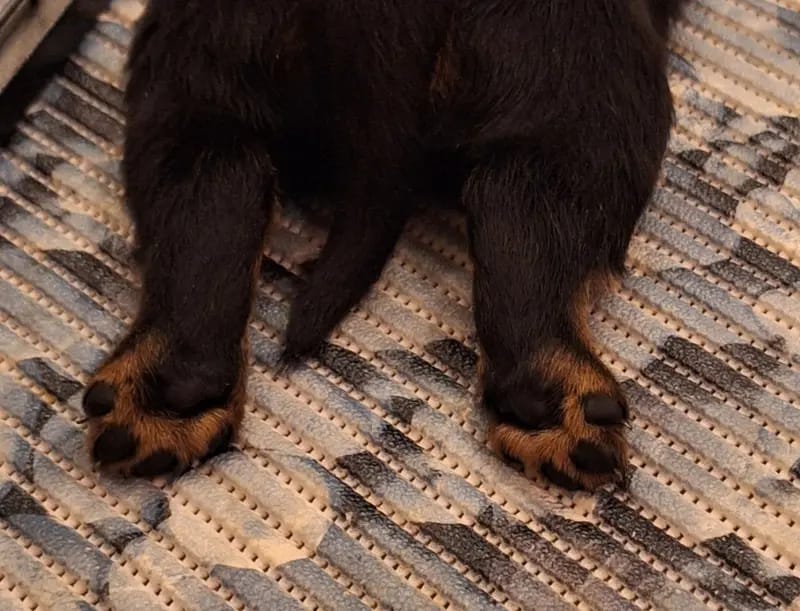 Rottweiler vom Alten Zollhaus gallery image 2