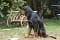 Black Devil's You're My Inspiration gallery image 3