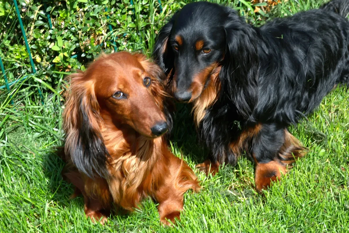 Gravhund vs. Beagle: Hvilken hund passer bedst til dig?