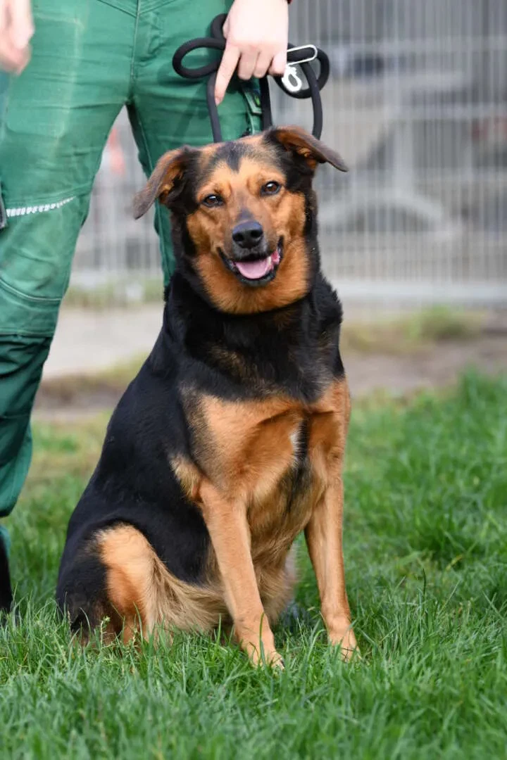 Schäferhund vs. Rottweiler: Hvilken hund passer til dig?